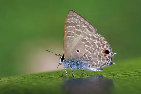 Imagen de mariposa común flash rojo (Rapala iarbus iarbus Tela —  Fotos de Stock