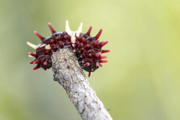 Imagem de um bug de lagarta em um ramo no fundo da natureza. Ins — Fotografia de Stock