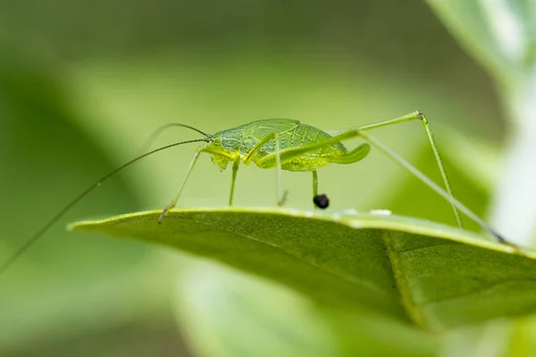 キリギリス (Mirollia hexapinna) は、通常の家族の画像 c — ストック写真