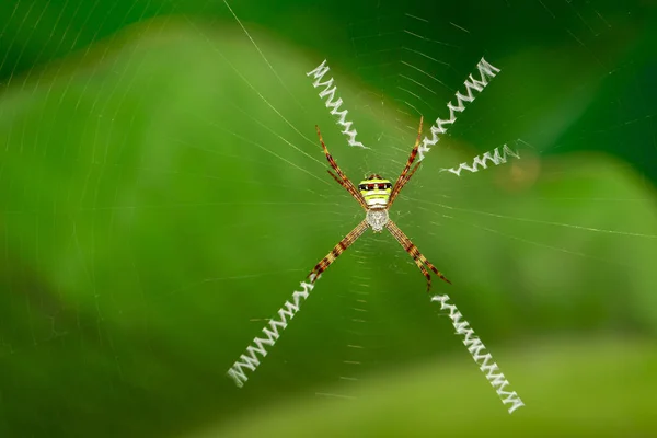 Image of multi-coloured argiope spider (Argiope pulchellla. ) in — Stock Photo, Image