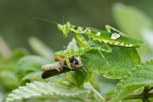 갈색 꽃 사마귀 (Creobroter gemmatus) 먹는 이미지 메뚜기 — 스톡 사진