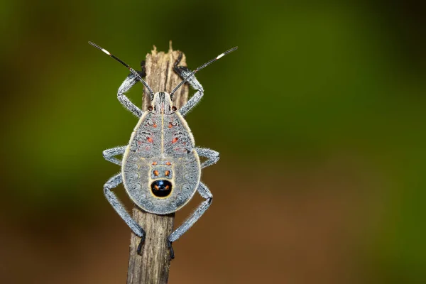 Image of Hemiptera bug on a brown branch. Insect. Animal — Stock Photo, Image