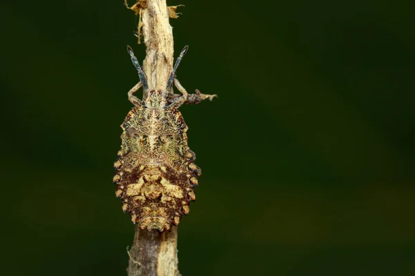 在干枯的树枝上的 Bug （半翅目） 图像。昆虫。动物 — 图库照片
