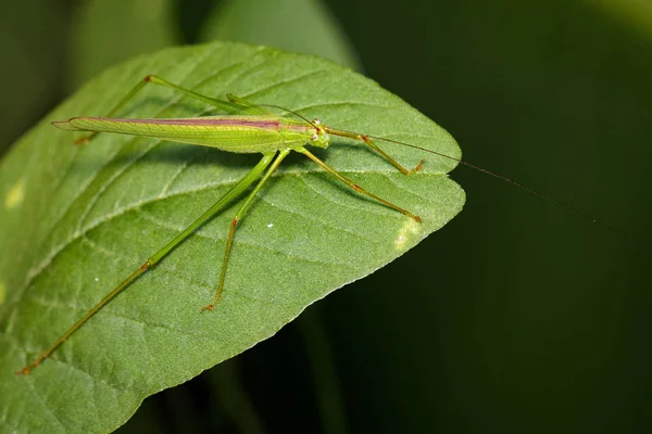 Yeşil çekirge (küçük yeşil yaprak Katydid., Orthelimae görüntü