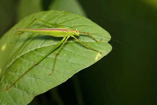 Image of green grasshopper (Small Green Leaf Katydid.,Orthelimae — Stock Photo, Image