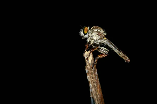 Εικόνα του ένας ληστής fly(Asilidae) πάνω σε ένα κλαδί. Εντόμων. Ζώο — Φωτογραφία Αρχείου