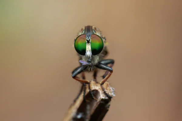 枝に強盗 fly(Asilidae) のイメージ。昆虫。動物 — ストック写真