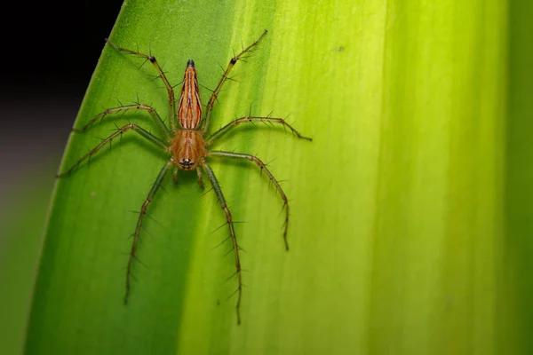 Afbeelding van een Lynx spin (oxyopidae) op groene bladeren. Insect. Anim — Stockfoto