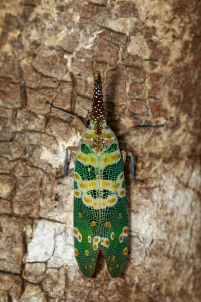 Imagen de fulgorid bug o lanternfly (Pyrops oculata) sobre la naturaleza b — Foto de Stock
