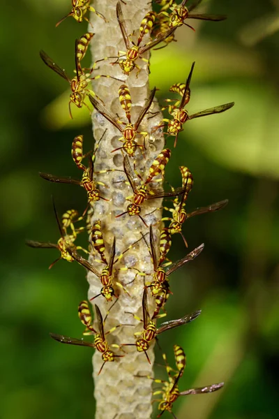 Bir Apache Wasp (Polistes apachus) ve eşekarısı yuvası natu üzerinde görüntü