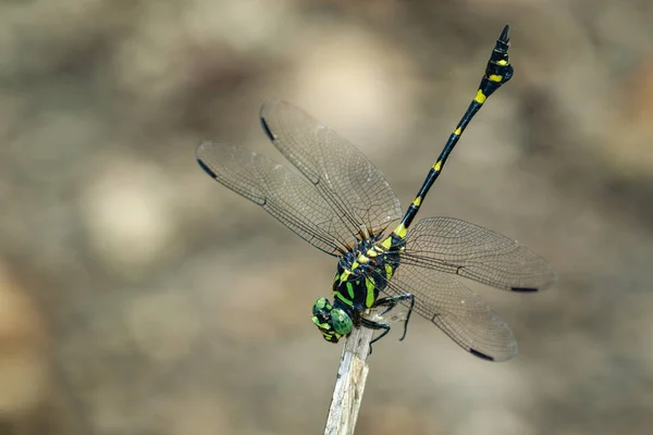 Obrázek klínatkovití vážek (Ictinogomphus Decoratus) na suché podprsenku — Stock fotografie