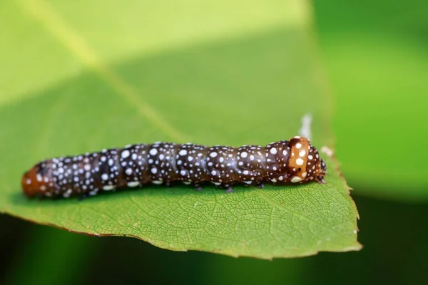 Yeşil yaprakları üzerinde kahverengi caterpillar görüntüsü. Böcek. Hayvan. — Stok fotoğraf
