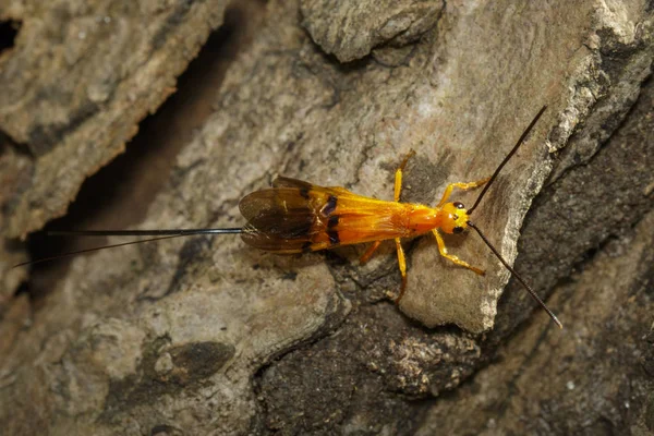 Imagem da vespa Ichneumon na árvore. insectos. Animais — Fotografia de Stock