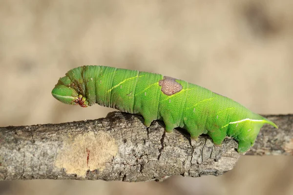 Afbeelding van de groene rups op een tak. Insect. Dier — Stockfoto