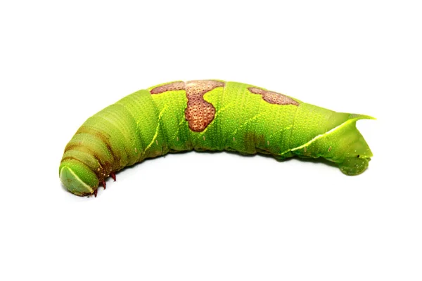 Imagem de lagarta verde sobre fundo branco. Inseto. Animais — Fotografia de Stock