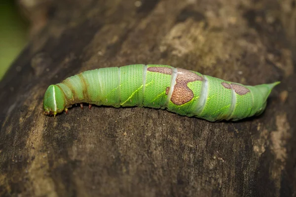 Imagen de oruga verde sobre madera seca marrón. Insecto. Animales. — Foto de Stock