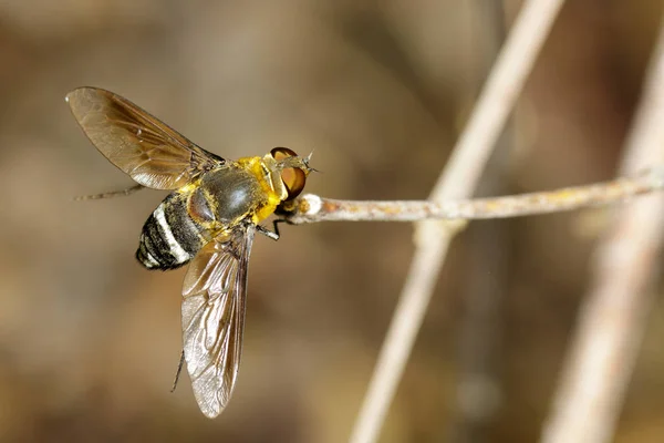 Obrázek z bee fly na hnědé větve. Hmyz. Zvíře. — Stock fotografie