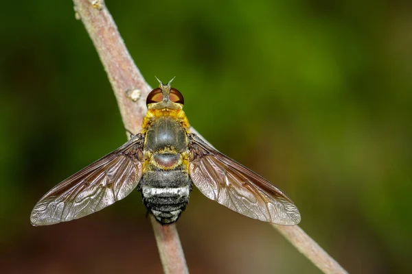 Imagem da mosca da abelha em um ramo marrom. Inseto. Animais . — Fotografia de Stock