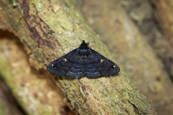 Bild des schwarzen Schmetterlings (Motte) auf einem Baum. Insekt. Tier. — Stockfoto
