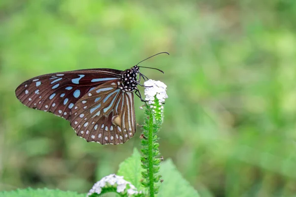 Imagen de una mariposa (El tigre azul pálido) sobre fondo natural . — Foto de Stock