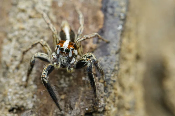 Ugró pókok (Plexippus paykulli), a természet háttere képe — Stock Fotó