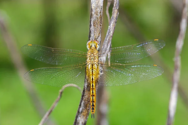 Image de dragonfly neurothemis intermedia atalanta (femelle) sur na — Photo