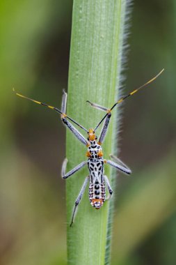 Bir suikastçı hatanın yeşil yaprakları üzerinde görüntü. Böcek. Hayvan