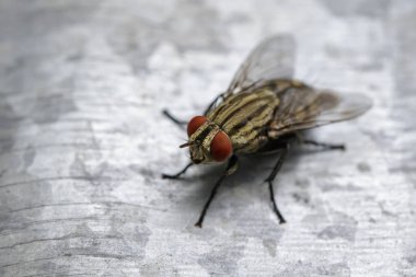 Çinko metal bir sinek (Diptera) görüntüsü. Böcek hayvan 