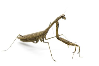 Görüntü Praying Mantis (Stagmomantis carolina) üzerinde beyaz backgro