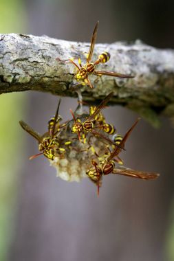 Bir Apache Wasp (Polistes apachus) ve eşekarısı yuvası natu üzerinde görüntü