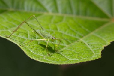 Yeşil çekirge (küçük yeşil yaprak Katydid., Orthelimae görüntü