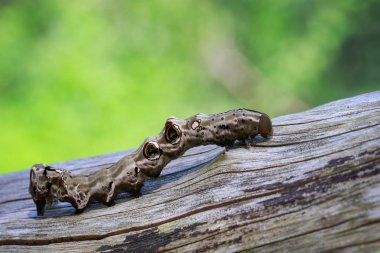 Kahverengi kuru ahşap üzerinde kahverengi caterpillar görüntüsü. Böcek. Hayvan