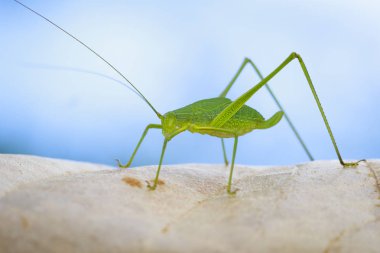 Tettigoniidae (Mirollia hexapinna) çoğu genellikle aile görüntüsü c