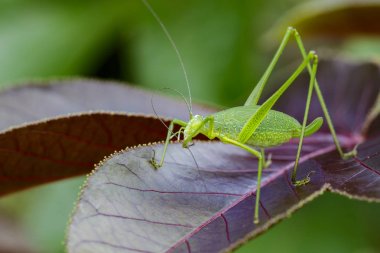 Tettigoniidae (Mirollia hexapinna) çoğu genellikle aile görüntüsü c
