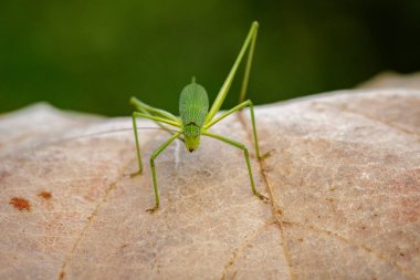 Tettigoniidae (Mirollia hexapinna) çoğu genellikle aile görüntüsü c