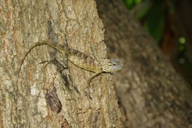 Ağaç üzerinde kahverengi bukalemun görüntüsü. Sürüngen. Hayvan.