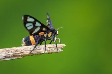 Görüntü Amata SP. Yaprakların üzerinde. Böcek Hayvanları