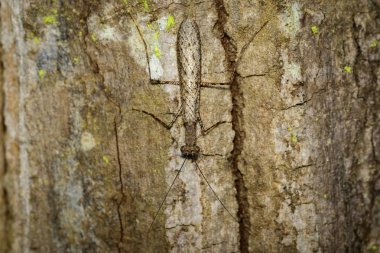 Görüntü Camouflaged kabuğu Mantis (Liturgusa sp.) ağaç. Böcek