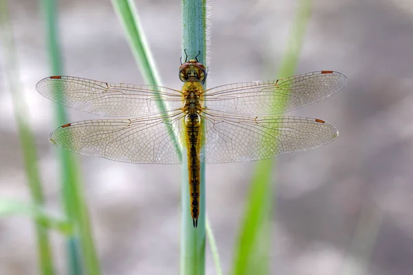 Image de la libellule planeur errant (Pantala flavescens) sur natur — Photo