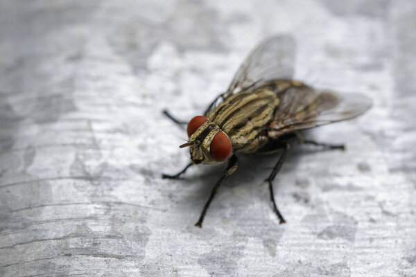 Image of a fly (Diptera) on zinc metal. Insect Animal 