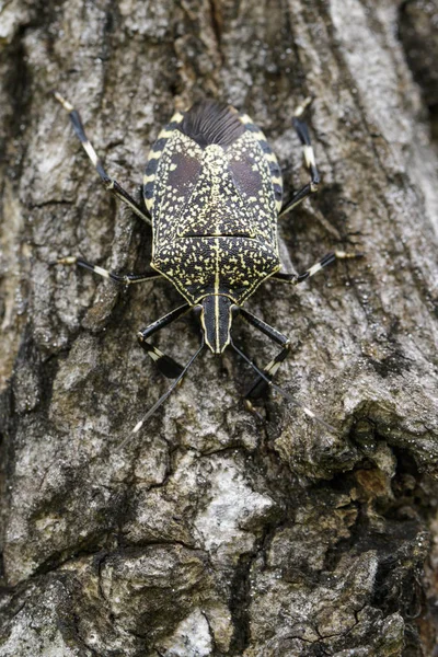 Изображение жука-вонючки (Erthesina fullo) на дереве. Насекомое. Животное — стоковое фото