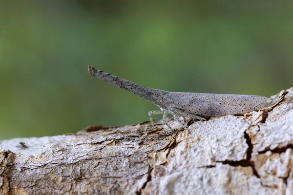 Bild der Laterne Käfer oder zanna sp auf Baum. Insekt. Tier — Stockfoto