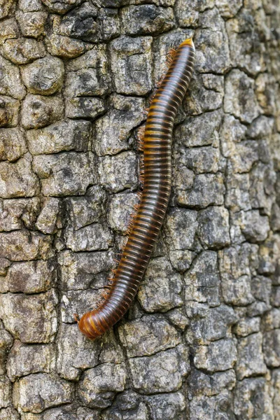 Image of a millipede on tree. Insect. Animal — Stock Photo, Image