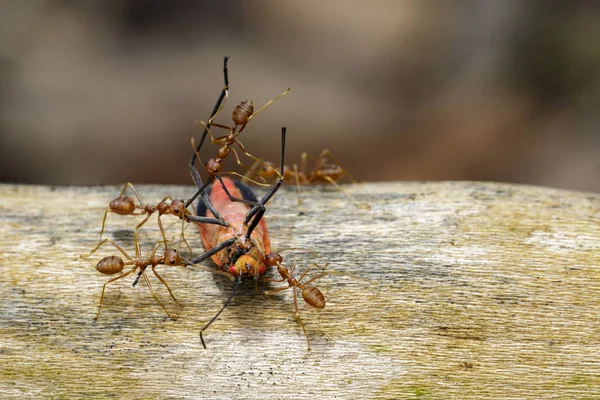 红蚂蚁吃红棉花 Bug 的自然背景的图像。在 — 图库照片