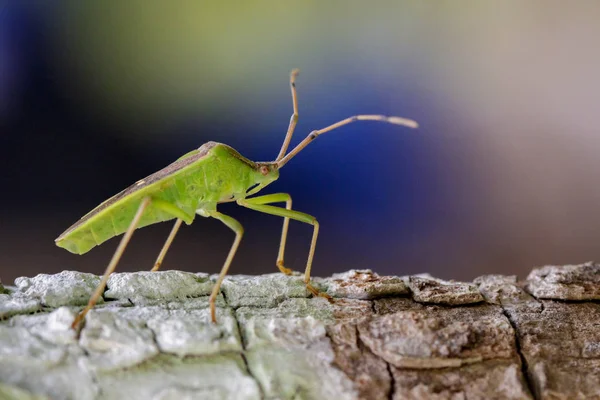 Изображение зеленого легочного жука (Hemiptera) на дереве. Насекомое. Животное — стоковое фото