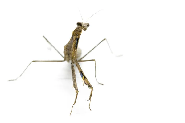 Imagen de la mantis orante (Stagmomantis carolina) sobre fondo blanco — Foto de Stock