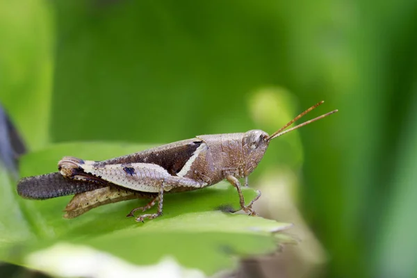 Image of White-banded Grasshopper(Stenocatantops splendens) on a
