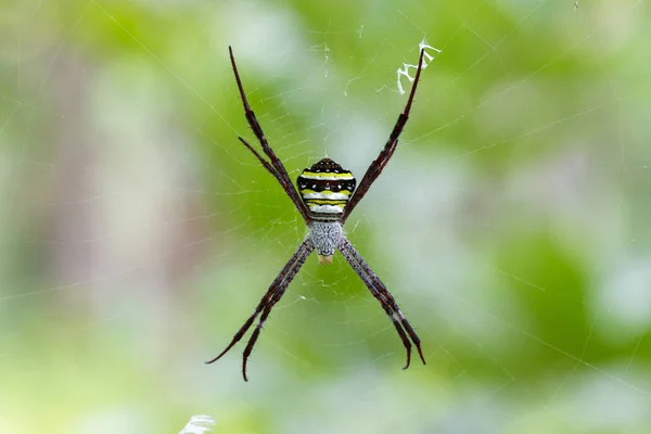 Image of multi-coloured argiope spider (Argiope pulchellla. ) in — Stock Photo, Image
