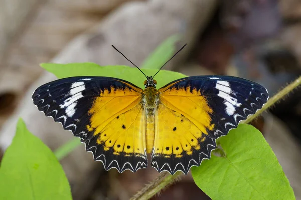 Imagen de Leopard lacewing Butterfly sobre hojas verdes. Anim de insecto — Foto de Stock