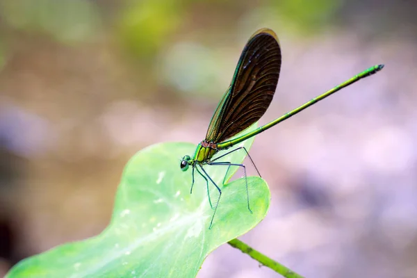Εικόνα όμορφη dragonfly (Neurobasis chinensis chinensis) στην — Φωτογραφία Αρχείου
